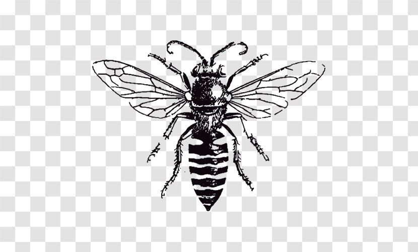European Dark Bee Drawing Bumblebee Image - House Fly Transparent PNG