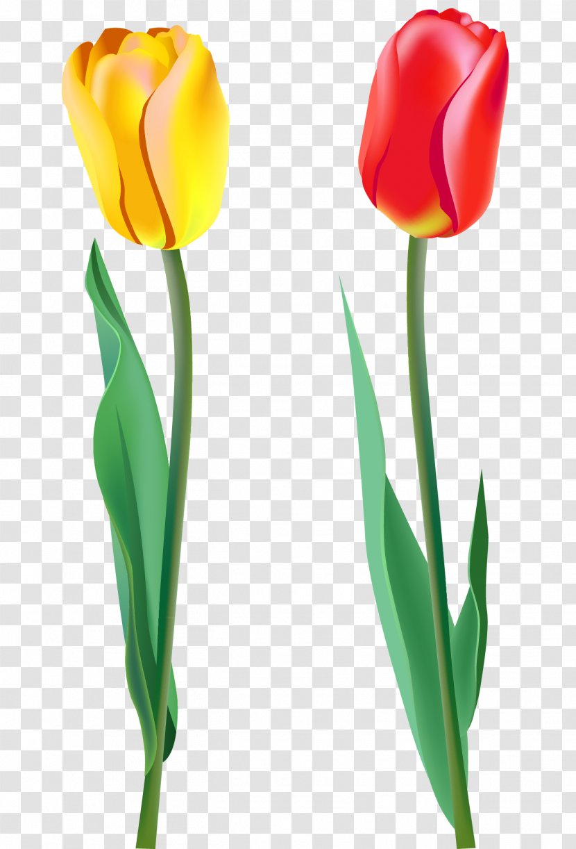 Tulip Flower Clip Art - Flowering Plant Transparent PNG