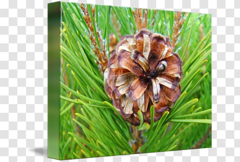 Pine Flowering Plant Wildflower Family - Grass - Watercolor Transparent PNG