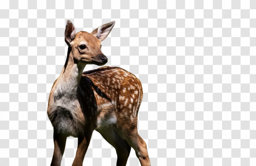 Wildlife Terrestrial Animal Roe Deer Figure Fawn Transparent PNG
