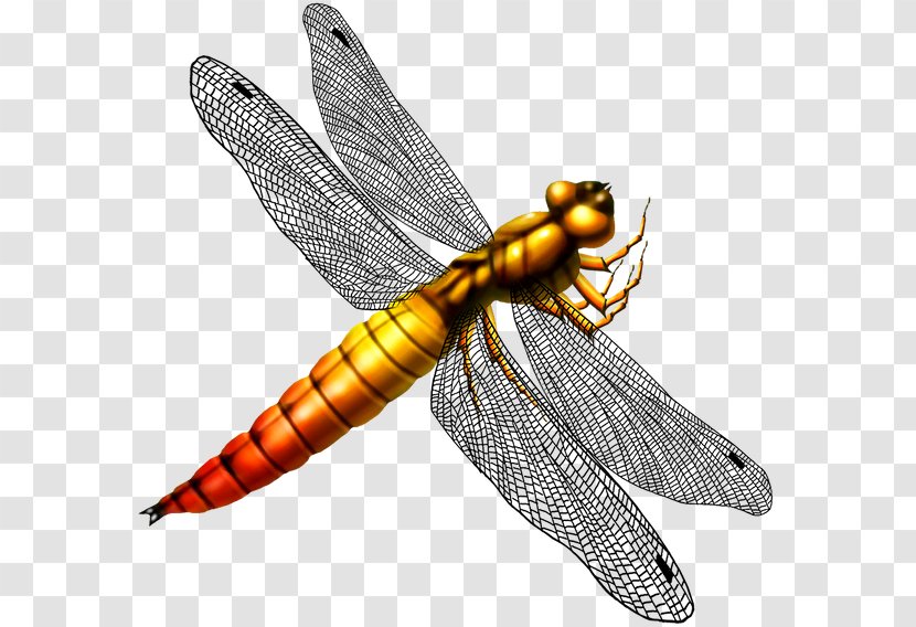 Dragonfly Pterygota Clip Art - Netwinged Insects Transparent PNG
