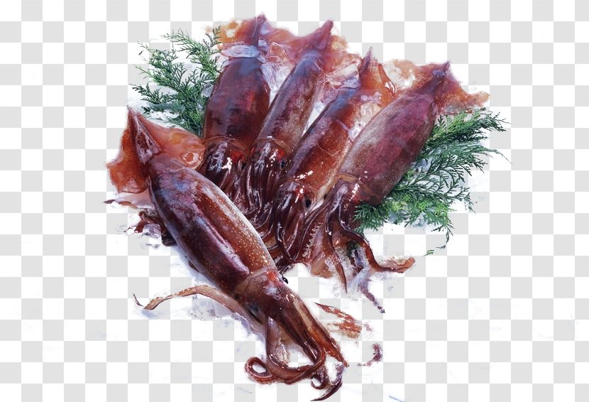 Ishikawa Prefecture Squid Sashimi Ika Su014dmen Seafood - Seasonal Food - Five Frozen Octopus Buckle-free Material Transparent PNG