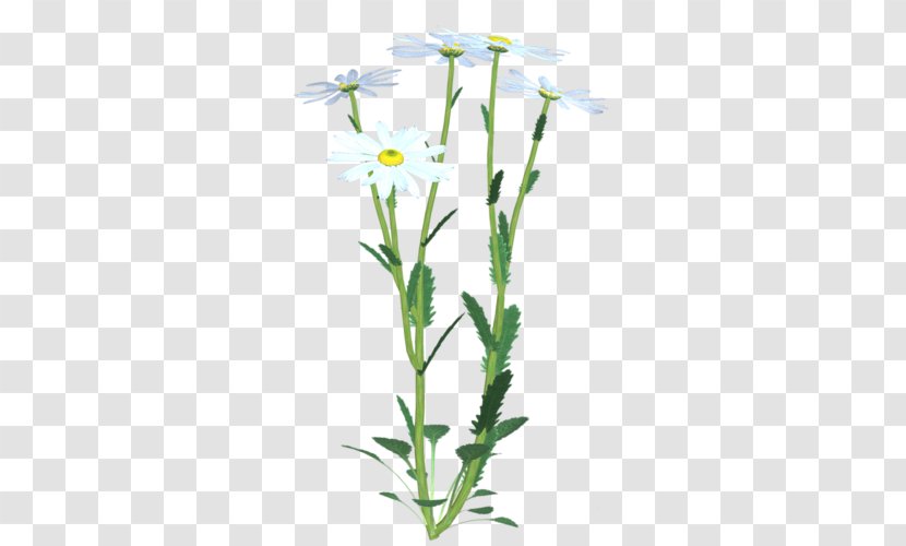 Plant Stem Cut Flowers Chicory - Flower Transparent PNG