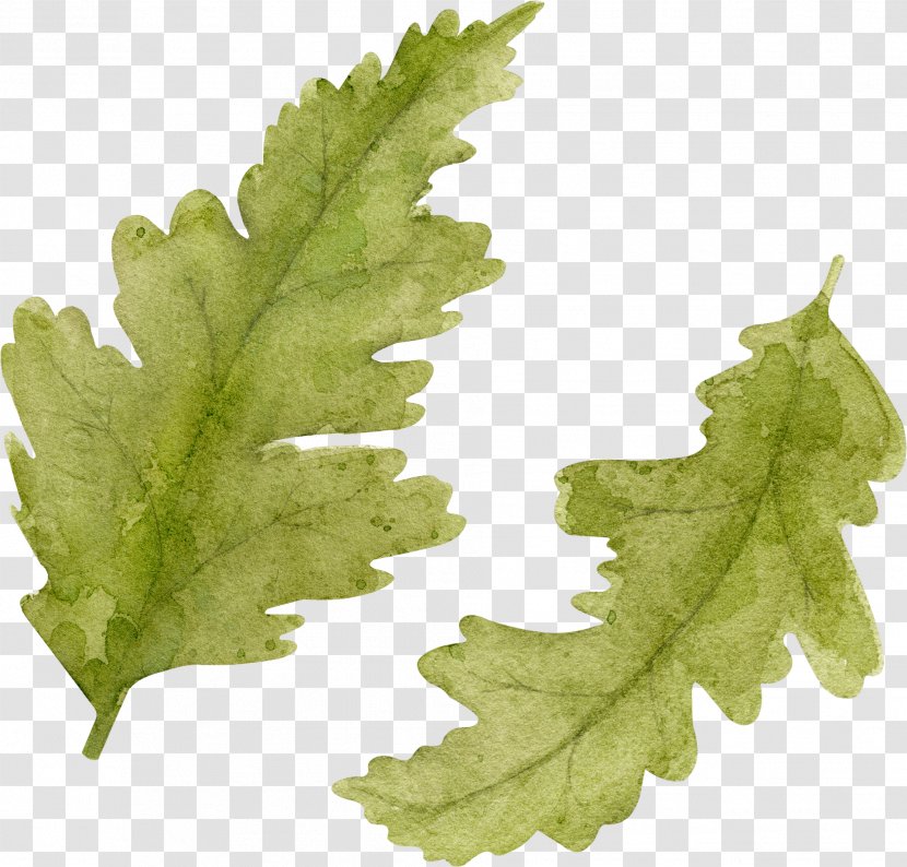Leaf Vegetable Plant Stem Clip Art Transparent PNG