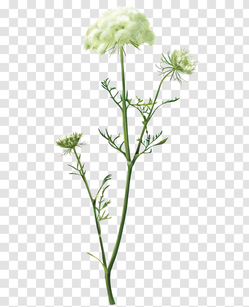 Bylina Cow Parsley Perennial Plant Flora - Flowering - Carrot Daucus Carota Transparent PNG