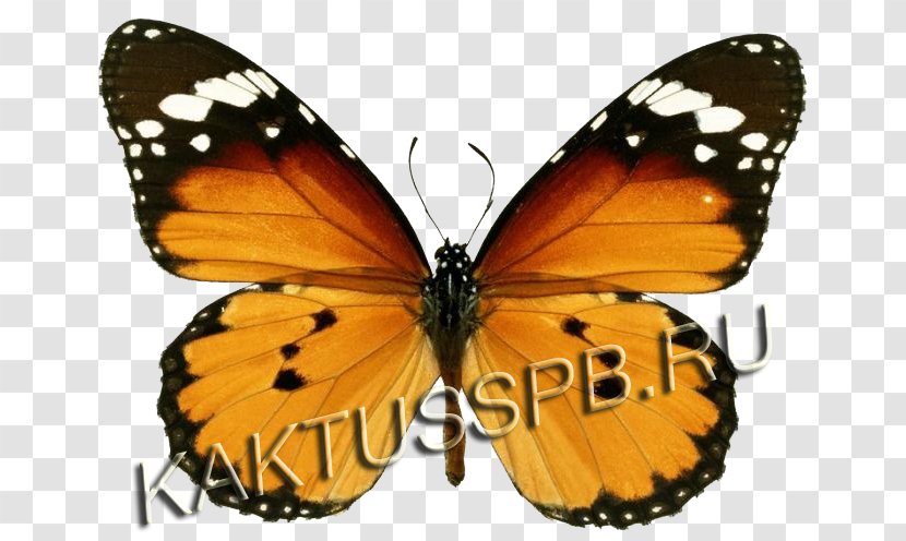Monarch Butterfly Insect Plain Tiger Bee - Arthropod - 123 Kids FunButterfly Transparent PNG