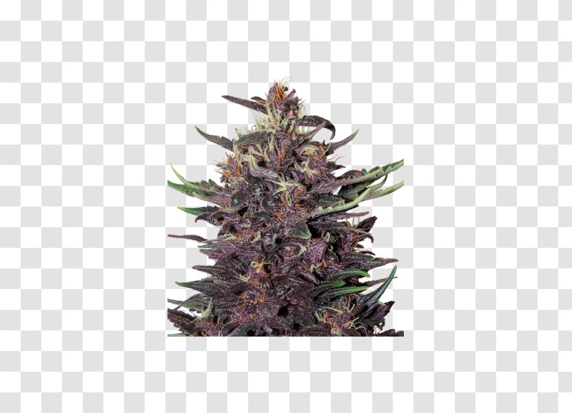 Kush Autoflowering Cannabis Seed Bank Skunk - Sensi Seeds Transparent PNG