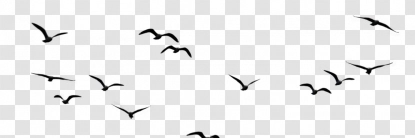 Bird Kidds & Co Flock - Monochrome Transparent PNG