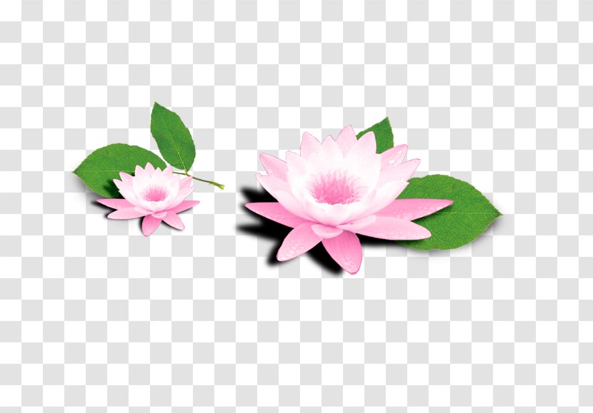 Taobao JD.com - Moisturizer - Hand-painted Lotus Transparent PNG