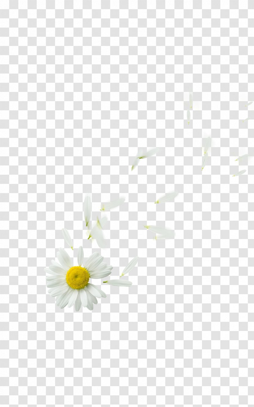 Oxeye Daisy Family Petal Flower Plant - Floating Transparent PNG