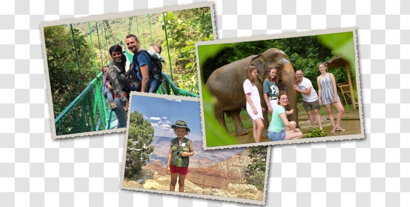 Picture Frames Tree Vacation Collage Tourism - Recreation - Thailand Tour Transparent PNG