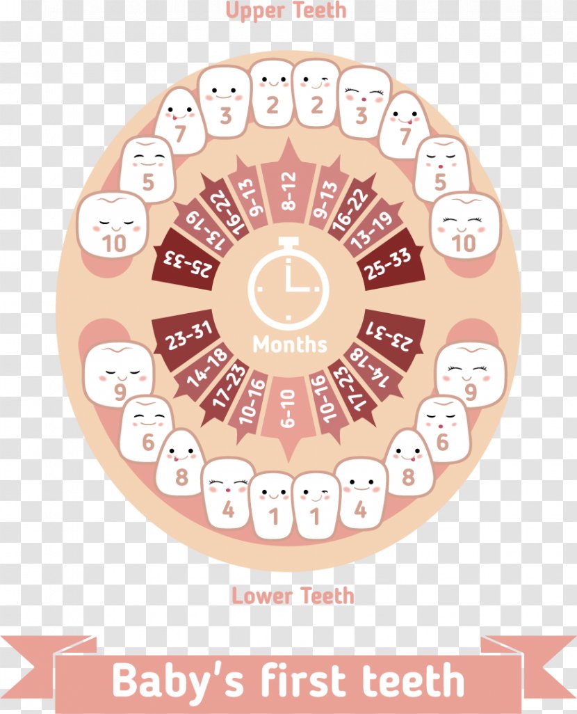 Teething Infant Deciduous Teeth Human Tooth - Vector Cartoon Baby For Dental Protection Notes Transparent PNG
