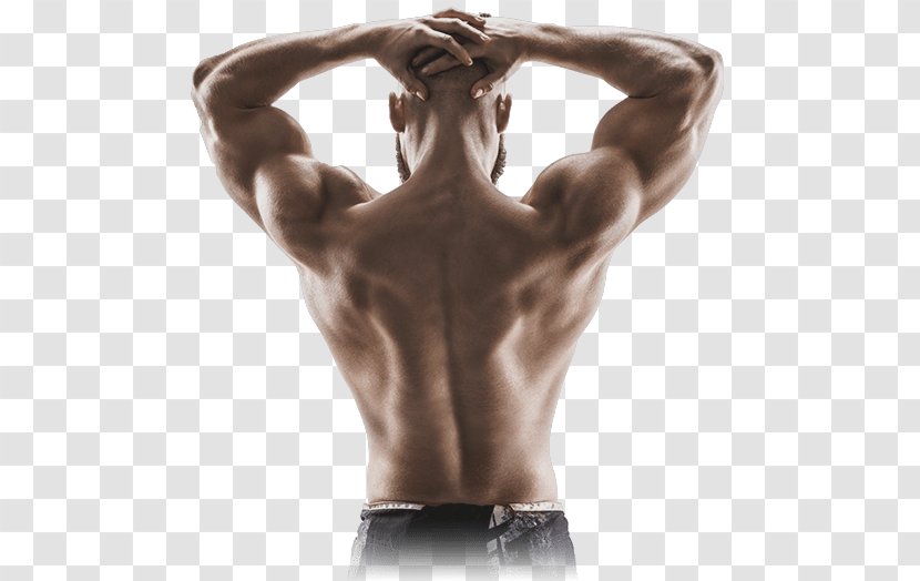 Muscle Contraction Human Back Shoulder Arm - Heart - Muscular Body Transparent PNG