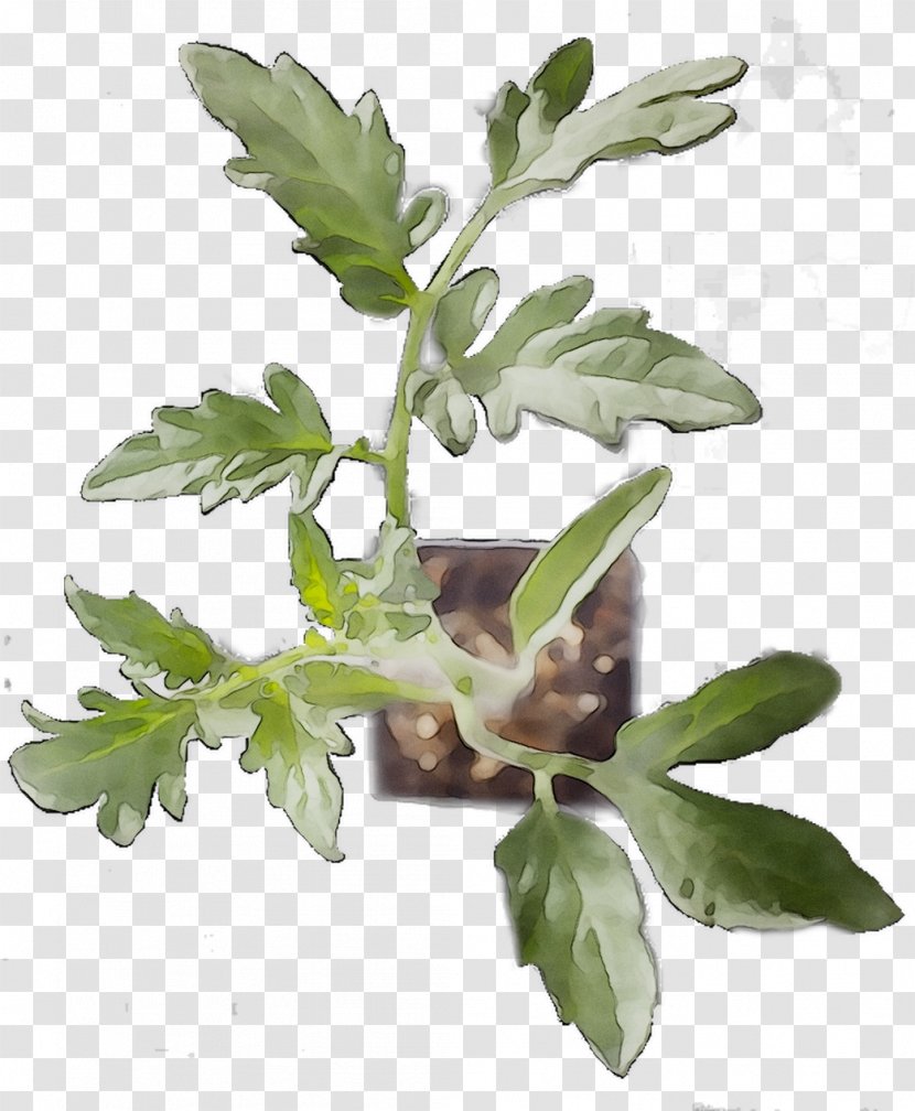 Houseplant Tree Plants Herb Natural Rubber - Flower Transparent PNG