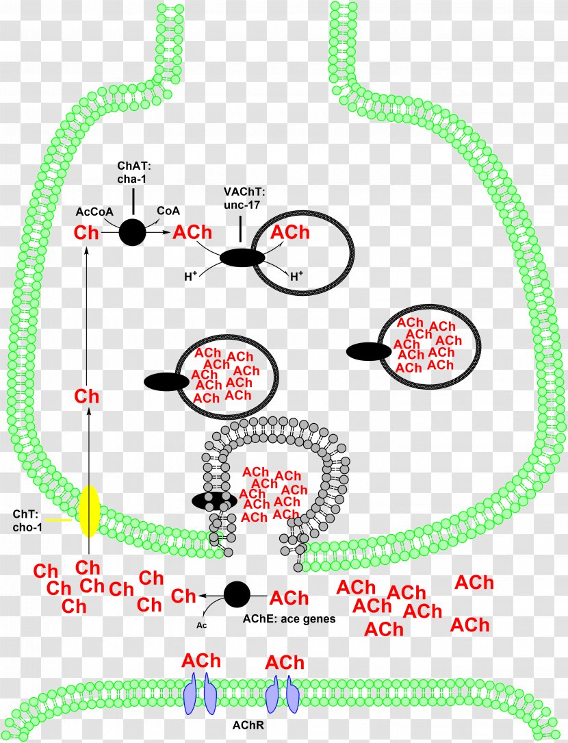 Choline Acetyltransferase Carnitine O-palmitoyltransferase Acetylcholine - Ec 231 - Opalmitoyltransferase Transparent PNG
