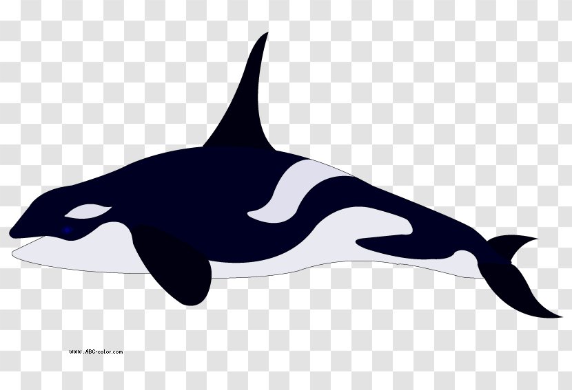 Pygmy Killer Whale Dolphin Coloring Book Clip Art - Orca Cliparts Transparent PNG