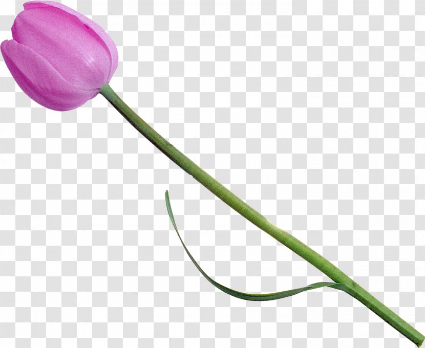 Tulip Flower Photography Transparent PNG