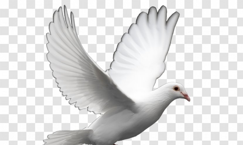 Columbidae Homing Pigeon Doves As Symbols English Carrier Bird - Water Transparent PNG