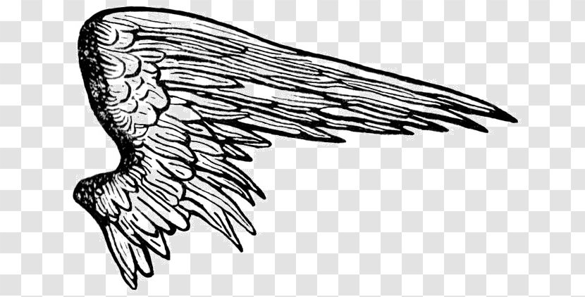 Drawing Angel Clip Art - Falcon - Wings Transparent PNG