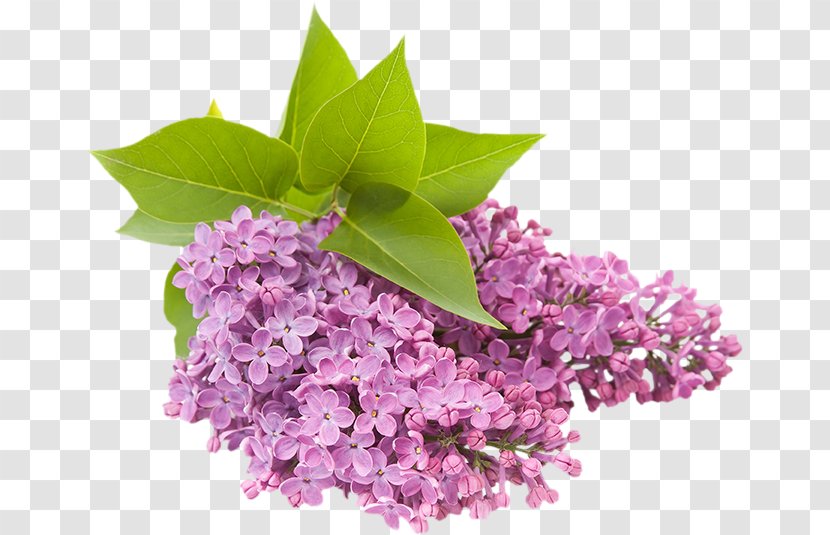Common Lilac Flower Garden Clip Art - Purple Transparent PNG