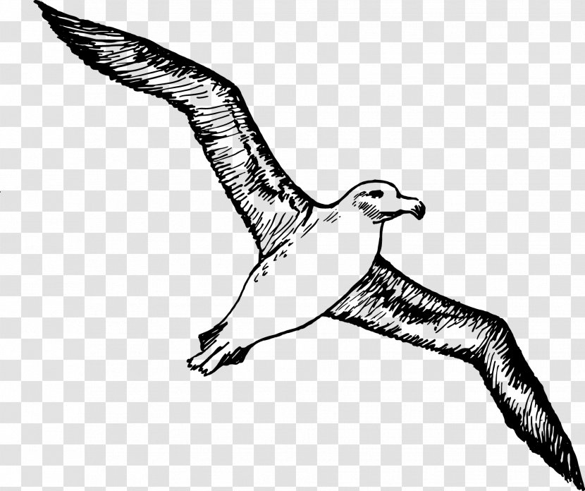 Bird Albatross Gulls Clip Art - Seabird - Vector Painted Transparent PNG