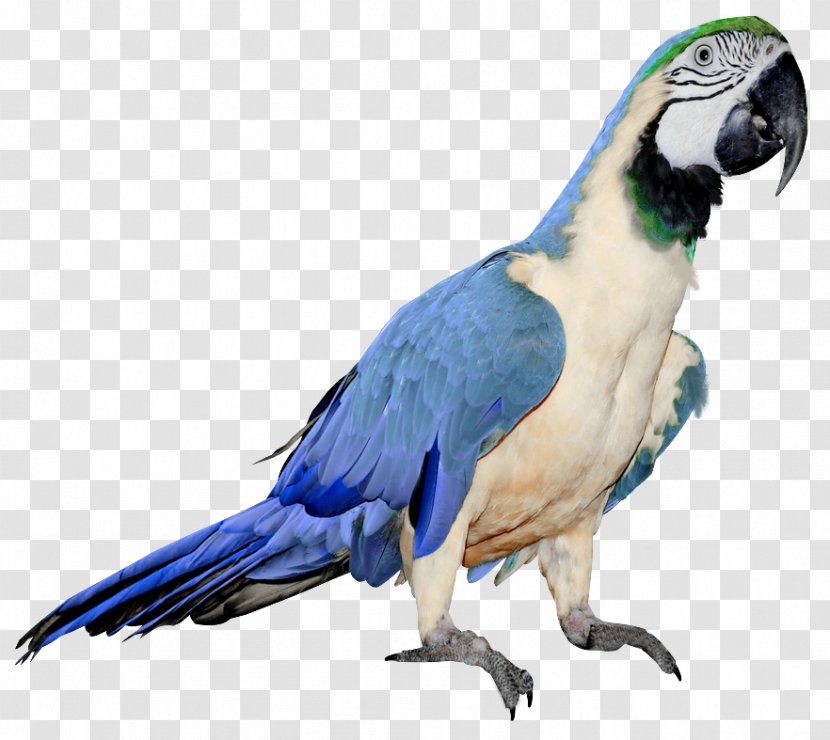 Red-breasted Pygmy Parrot Bird - Beak - Large Blue And White Clipart Transparent PNG