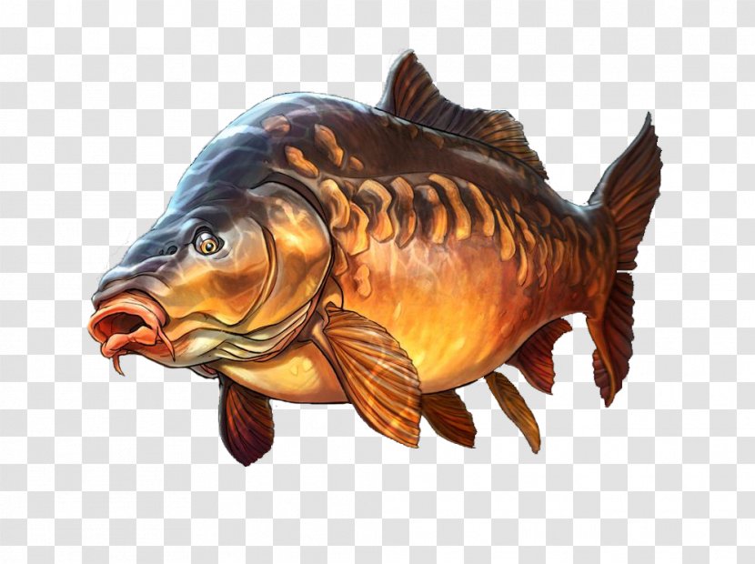 Mirror Carp Fishing Illustration - Art - Deep Sea Fish Transparent PNG