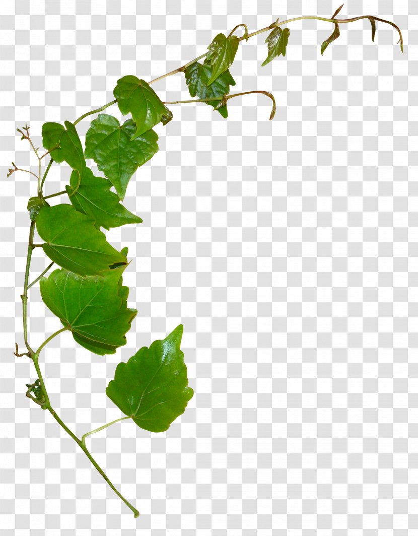 Leaf Plant Stem Clip Art - Yandex Search - Honeysuckle Transparent PNG