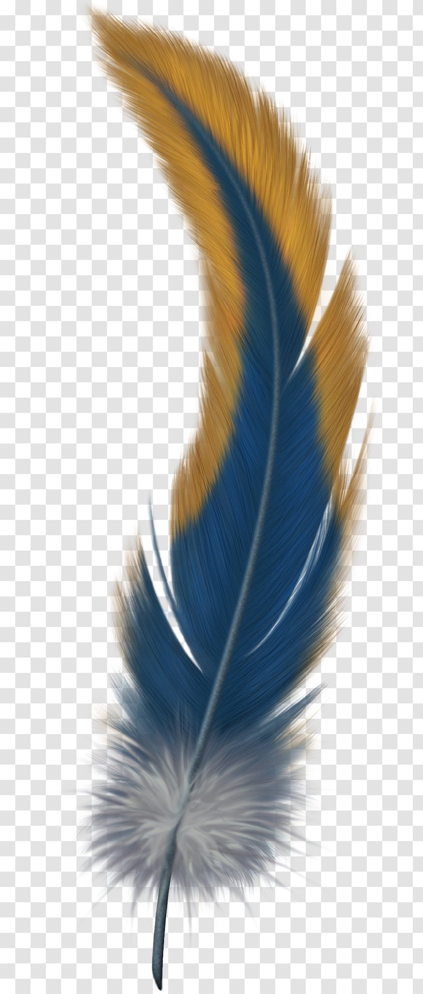 Bird Feathers: A Guide To North American Species Bird-of-paradise Flight Feather - Color Transparent PNG