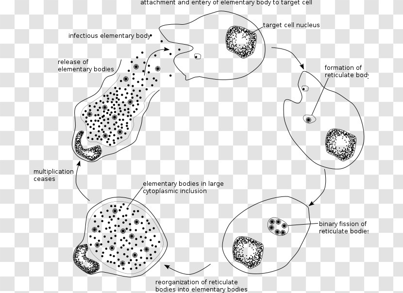 Chlamydia Trachomatis Chlamydiae Infection Intracellular Parasite Pathogenic Bacteria - Point - Cycle Transparent PNG