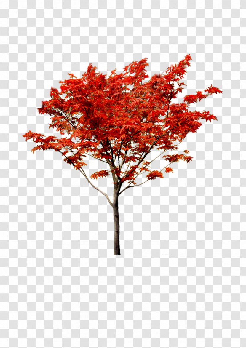 Maple Autumn Tree - Red Transparent PNG