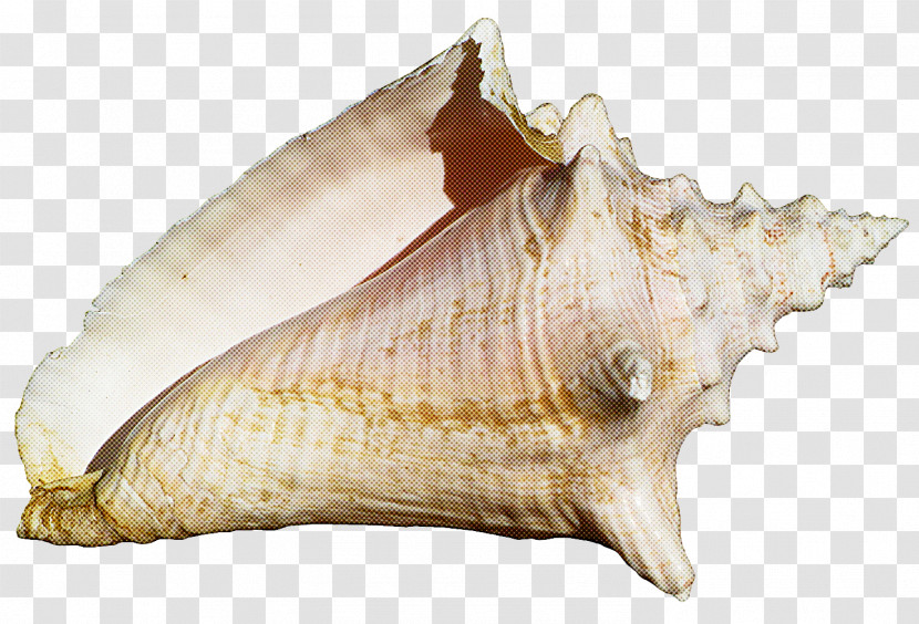Conch Conch Shankha Shell Cockle Transparent PNG