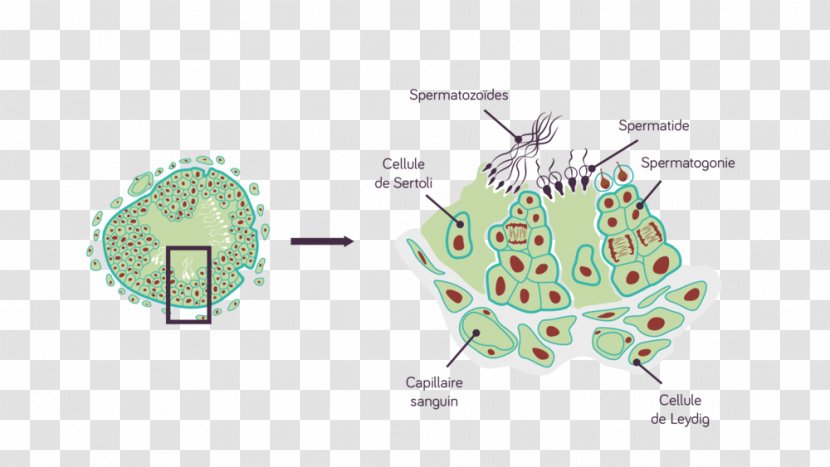 Seminiferous Tubule Leydig Cell Testicle Sertoli Reproductive System - Frame - Silhouette Transparent PNG