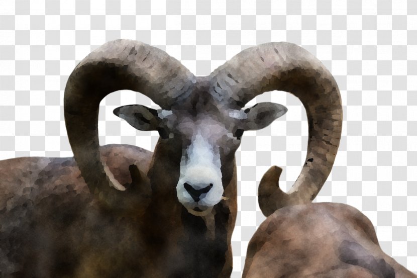 Bighorn Argali Horn Sheep - Goatantelope - Goats Wildlife Transparent PNG