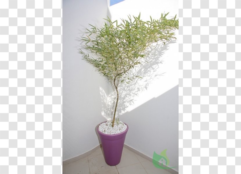 Tropical Woody Bamboos Phyllostachys Edulis Garden Ornamental Plant Flowerpot - Pergola Transparent PNG