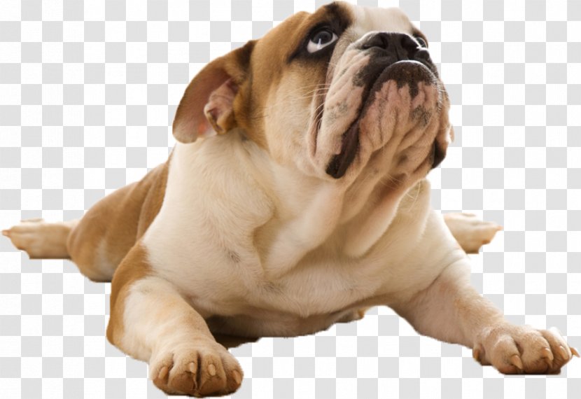 Bulldog Puppy Desktop Wallpaper Pet Smith Brothers Agency - Dog Breed Transparent PNG