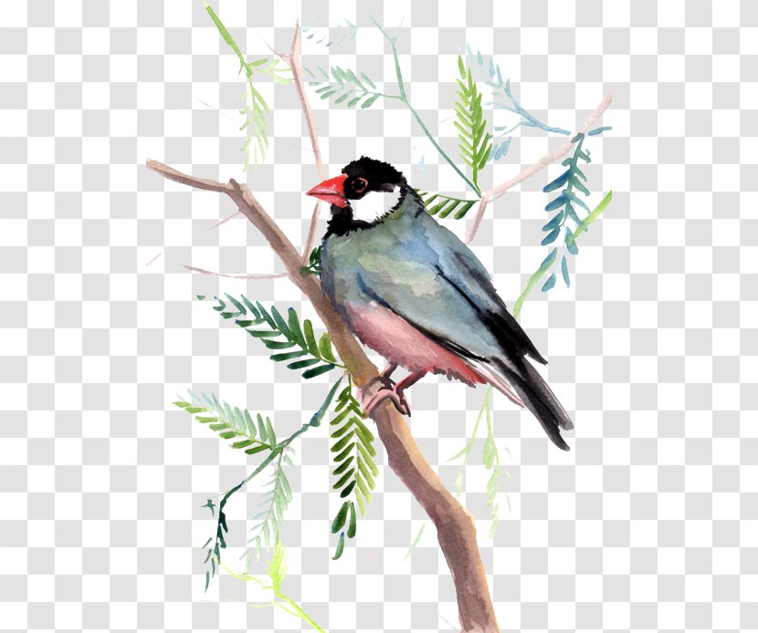Bird Finch Cyan Sky Blue - Emberizidae Transparent PNG