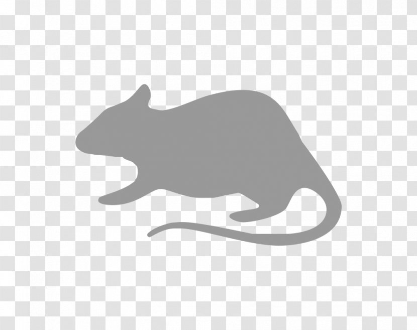 Cat Rodent Mouse Rat Gerbil - Tail - Small Hamster Transparent PNG