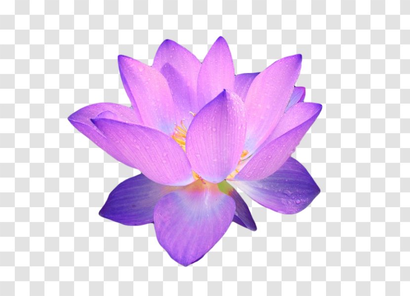 Flower Clip Art - Lilac Transparent PNG