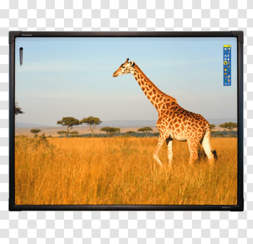Interactive Whiteboard Dry-Erase Boards Interactivity School Travel - Company - Giraffe Drawing Transparent PNG