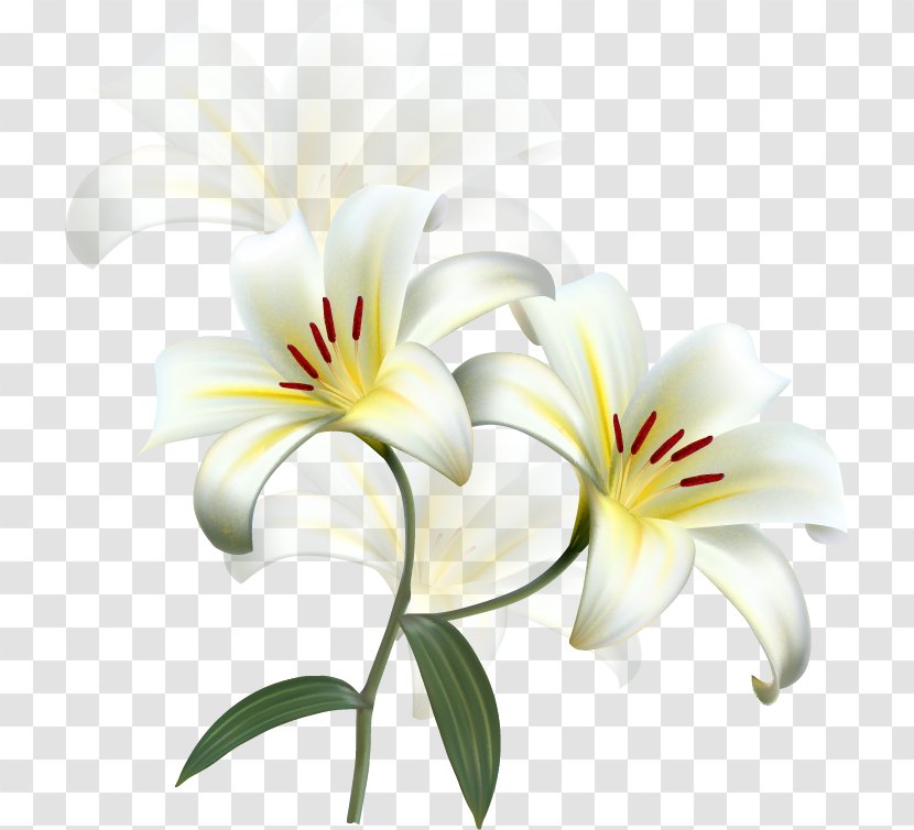 Lilium Candidum Easter Lily Flower Desktop Wallpaper - Stock Photography - Beauty Scatters Flowers Transparent PNG