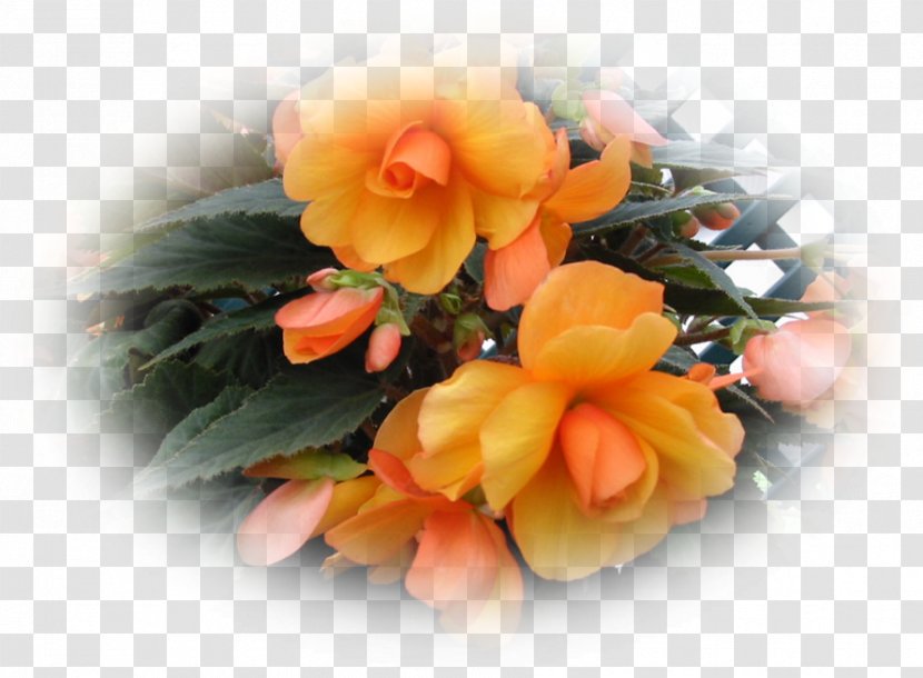 Floral Design Cut Flowers Begonia Flower Bouquet - Orange Sa Transparent PNG