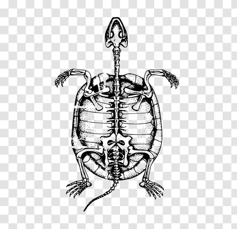 Turtle Human Skeleton Bone Clip Art - Fossil - Tortoide Transparent PNG