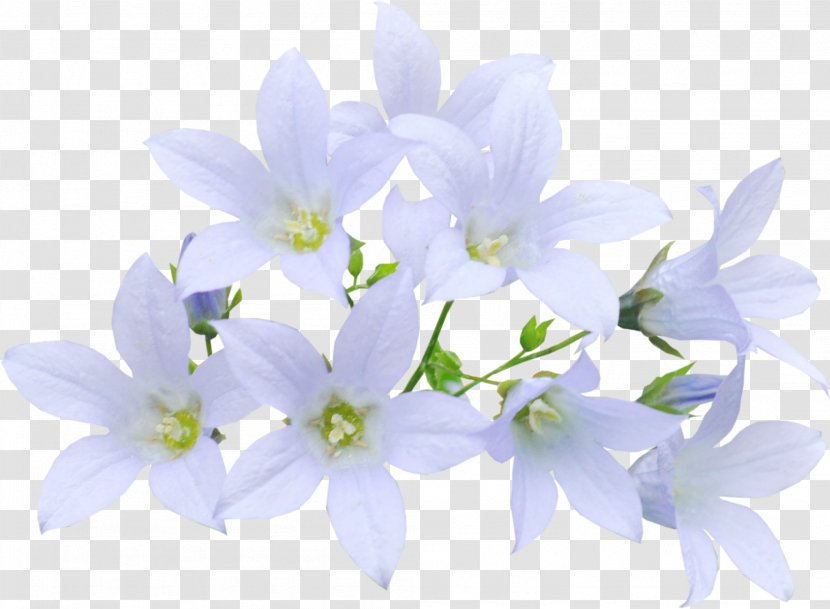 Floral Design Bellflower Cut Flowers Spring - Plant - Bouquet Transparent PNG