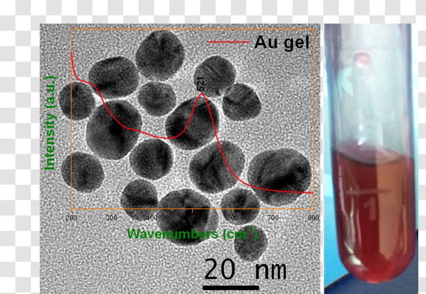 Glass Bottle Organism Transparent PNG