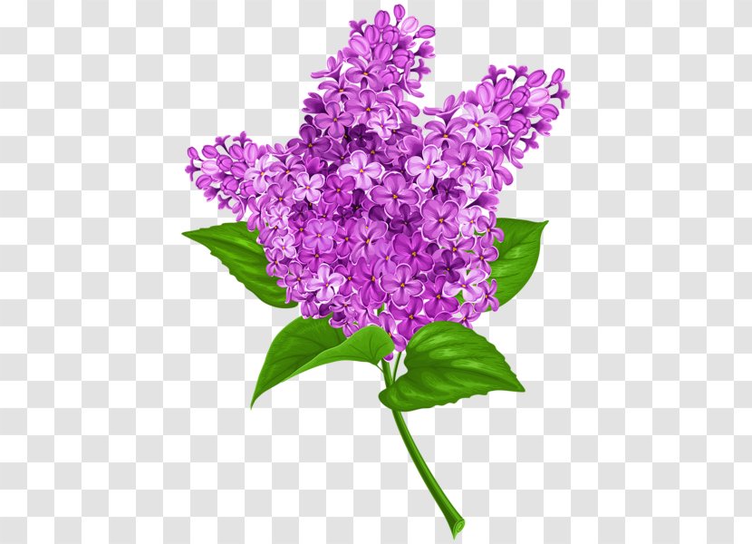 Common Lilac Clip Art - Flowering Plant Transparent PNG