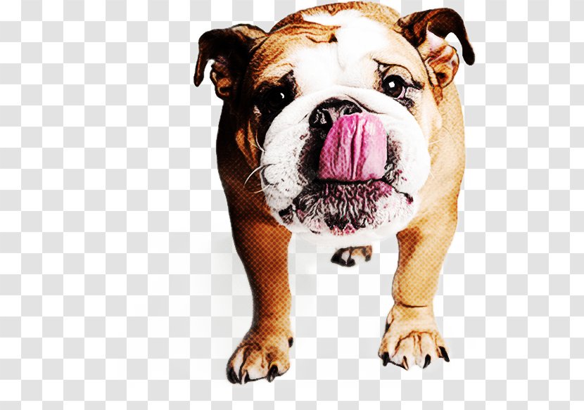 Bulldog - Old English - White Renascence Bulldogge Transparent PNG