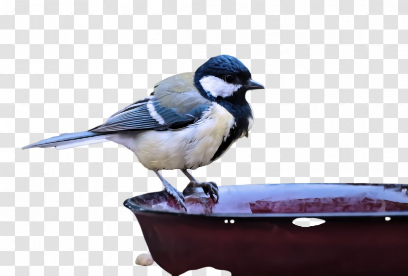 Bird Blue Jay Beak Songbird - Advertising Black Capped Chickadee Transparent PNG