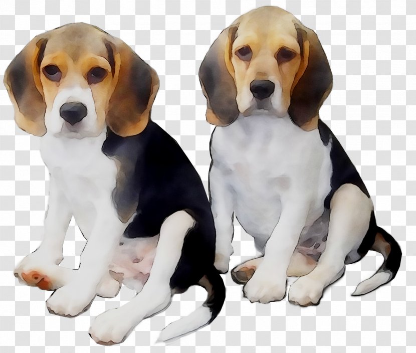 Beagle English Foxhound American Harrier Hamilton Hound - Vertebrate - Sporting Group Transparent PNG