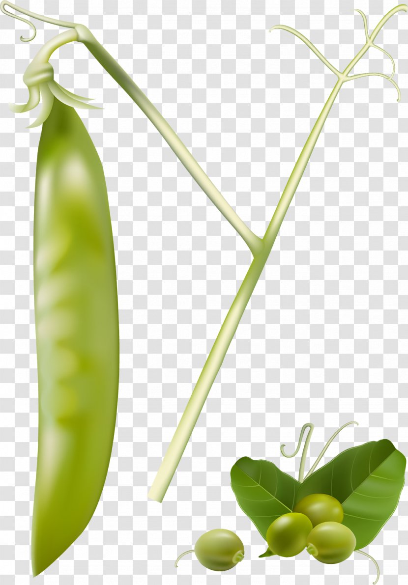 Snap Pea Vegetable Food Legume - Natural Foods Transparent PNG